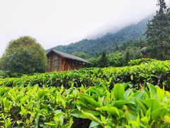 -姑婆山旅游区
