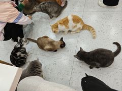 -喵园·猫主题咖啡厅·撸猫·猫咖(国贸店)