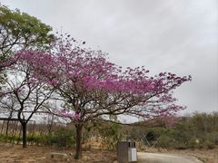 -天适樱花悠乐园