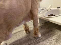 -PETKIT 小佩宠物·低压洗护·美容·寄养(安远店)