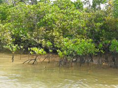 -东寨港红树林旅游区