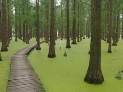-渌洋湖湿地公园