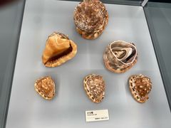 -天津古林古海岸遗迹博物馆