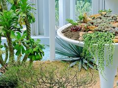 -深圳仙湖植物园