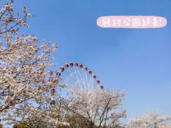 -顾村公园