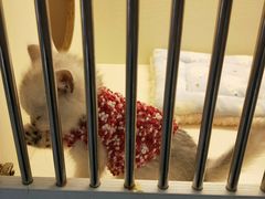 -喵zoo家庭繁育猫舍(尖东智能花园店)