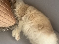 -FAELING PETS美天灵宠物(富力广场店)