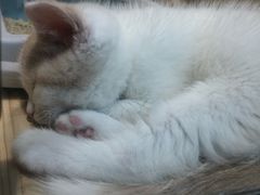 -屋虎猫馆(宝安大仟里店)