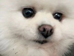 -宠颐生宠物医院·骨外科·犬猫全科诊疗中心(池州店)