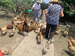 -樂桃源奉贤黄桃种植采摘基地