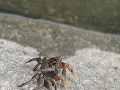 -长洲岛