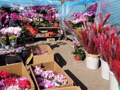 -中环花鸟鱼虫市场
