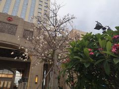 -汕头龙光喜来登酒店