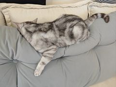 -宠爱国际动物医院·消化内科·心肾内科·ISFM猫友好(望京店)