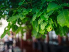 -望海·帆船主题咖啡厅•品茗下午茶(石湖景区店)
