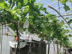 -马陆小张葡萄园农家乐