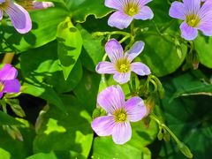 -神光山国家森林公园