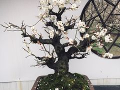 -香雪海