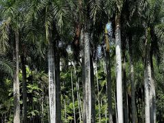 -中国科学院西双版纳热带植物园