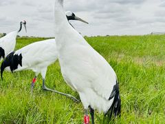 -盐城丹顶鹤湿地生态旅游区