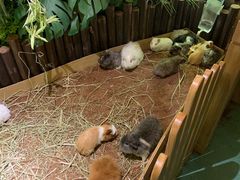 -藦茜花园宠物主题亲子互动体验馆(国顺东路店)