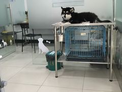 -艾吉宠物医院·疑难杂症转诊中心·猫友好(碧江路院)