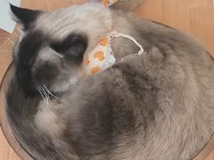 -共舞时光猫咖·狗咖(新街口店)