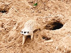 -北京野生动物园