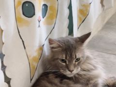 -楼上猫咖(罗湖店)