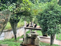 -中国大熊猫保护研究中心雅安碧峰峡基地