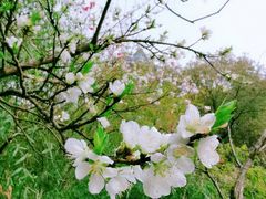 -金鸡湖桃花岛