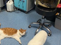 -北京赛佳动物医院