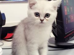 -Bastet sally猫舍购宠(静安店)
