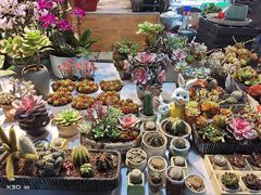 -朝来春花卉市场