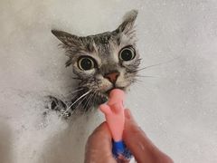 -PETKIT 小佩宠物·低压洗护·美容·寄养(安远店)