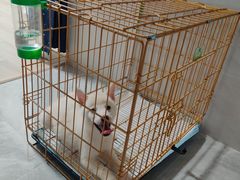 -翊宠yipet猫狗购宠庄园犬舍•猫舍
