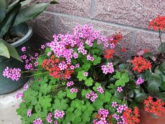 -西关精肉水煎包