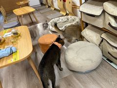 -柴迷FANS CLUB·柴犬狗咖·猫咖