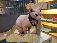 -猫爷宠物生活馆·撸猫馆