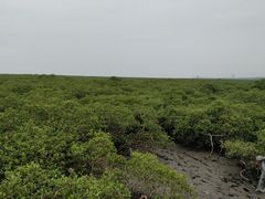 -北海金海湾红树林生态旅游区