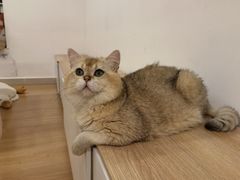-有喵·猫咖·狗咖·30几只猫10只小狗(岗厦店)