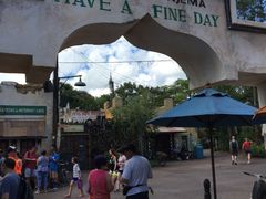 -奥兰多迪士尼动物王国乐园