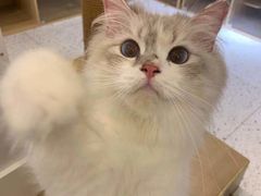 -猫域·湾主题猫咖·宠物吧(南坪城市广场店)