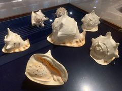 -青岛贝壳博物馆