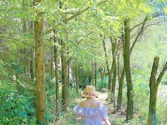 -山王坪喀斯特国家生态公园