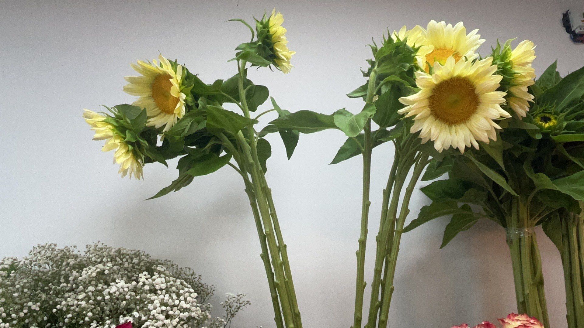 奶油向日葵,好好看
