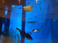 -迪拜水族馆及水下动物园