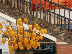 -大鸭梨烤鸭(左家庄店)