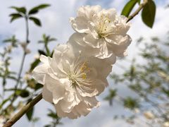 -南国桃园旅游度假区