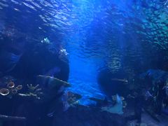 -华夏文旅海洋公园